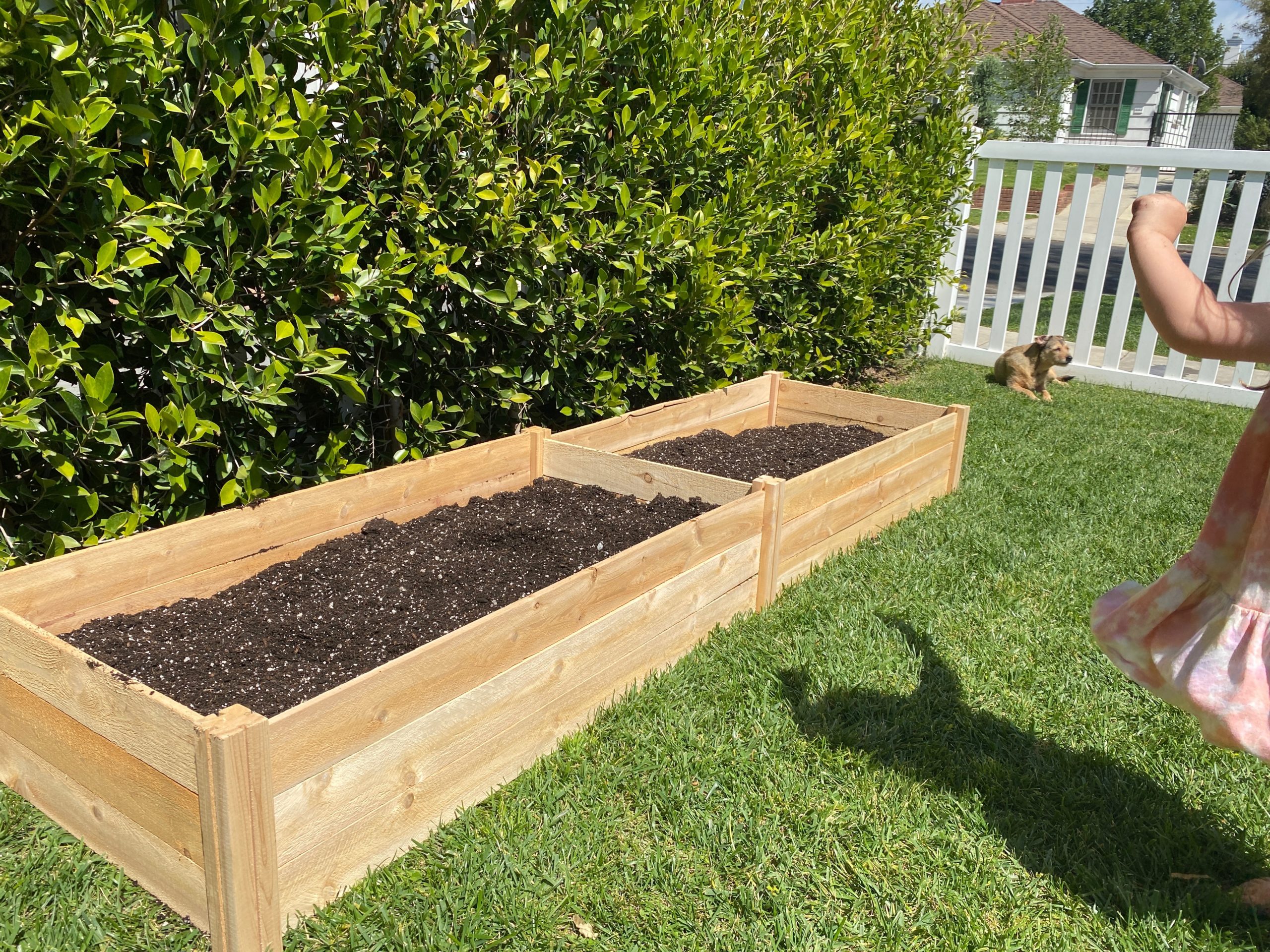 vegetable gardening seeds planter box