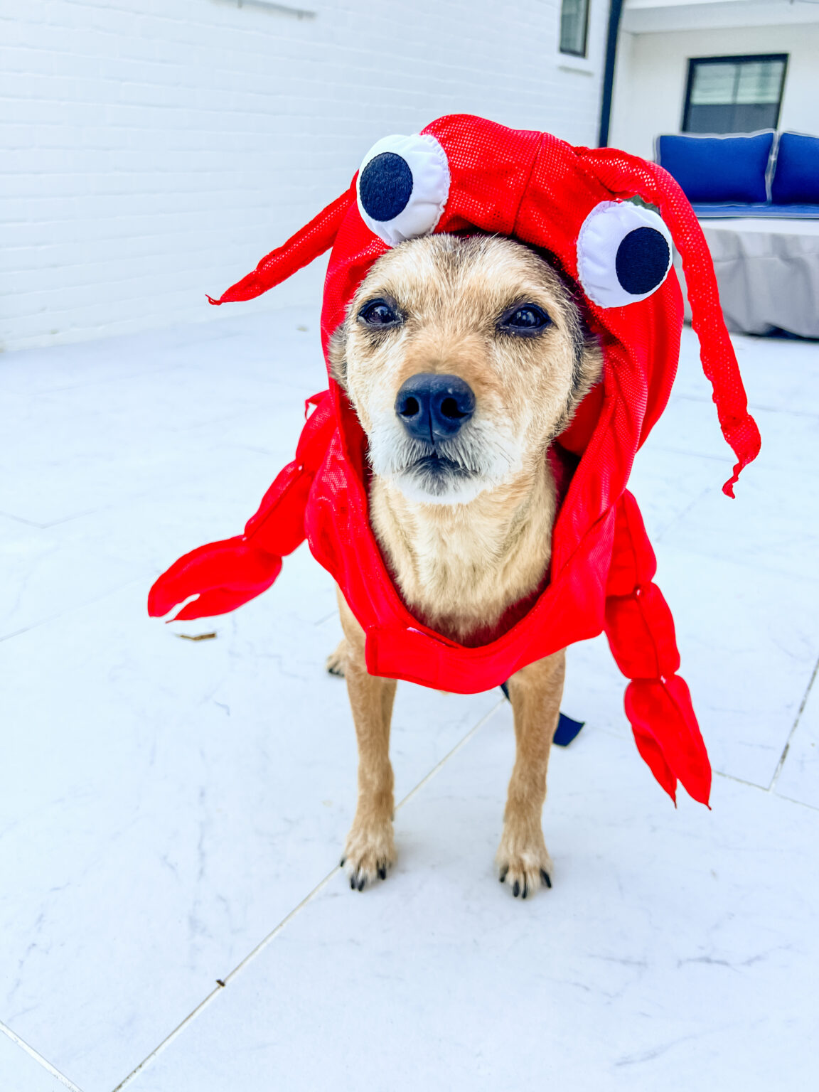 The Best Dog Costumes for Halloween Ali Manno (Fedotowsky)